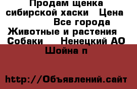 Продам щенка сибирской хаски › Цена ­ 8 000 - Все города Животные и растения » Собаки   . Ненецкий АО,Шойна п.